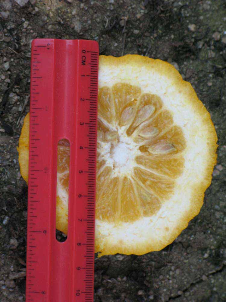            Fruit cross-section (Riverside, CA)   